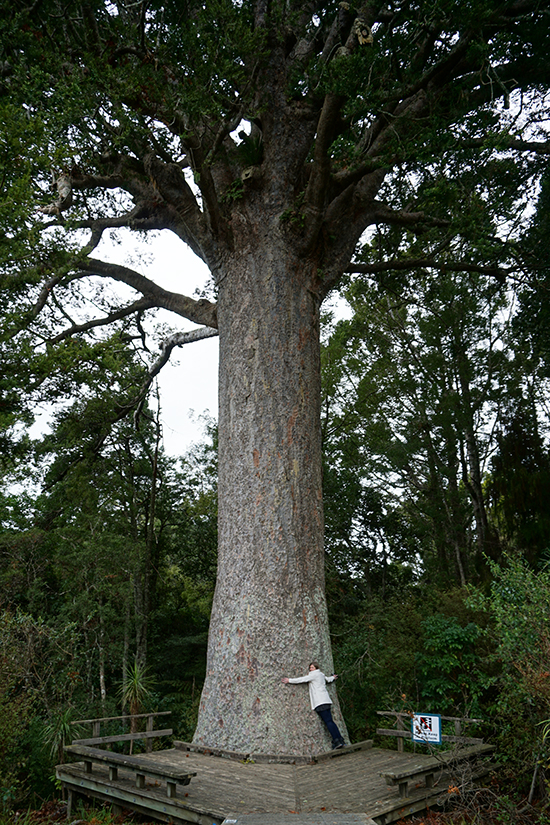 McKinney Kauri Tree