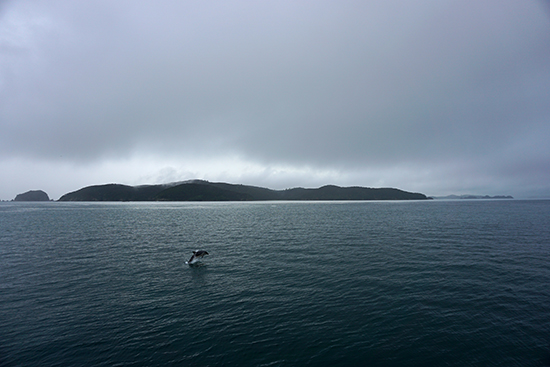 Bay of Islands dolphins