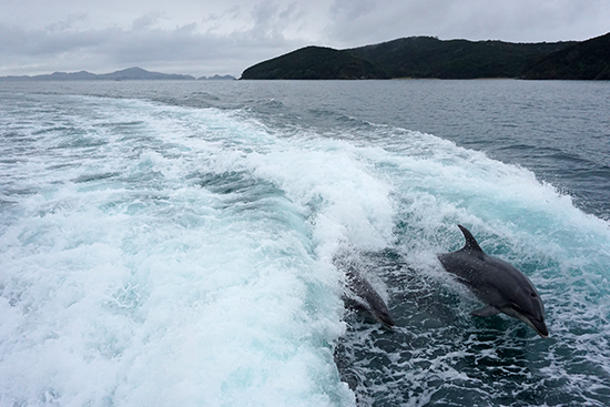 Bay of Islands dolphins