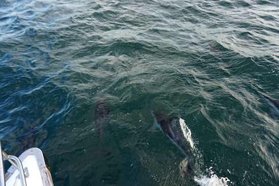 Kaikoura Dusky Dolphin Swim
