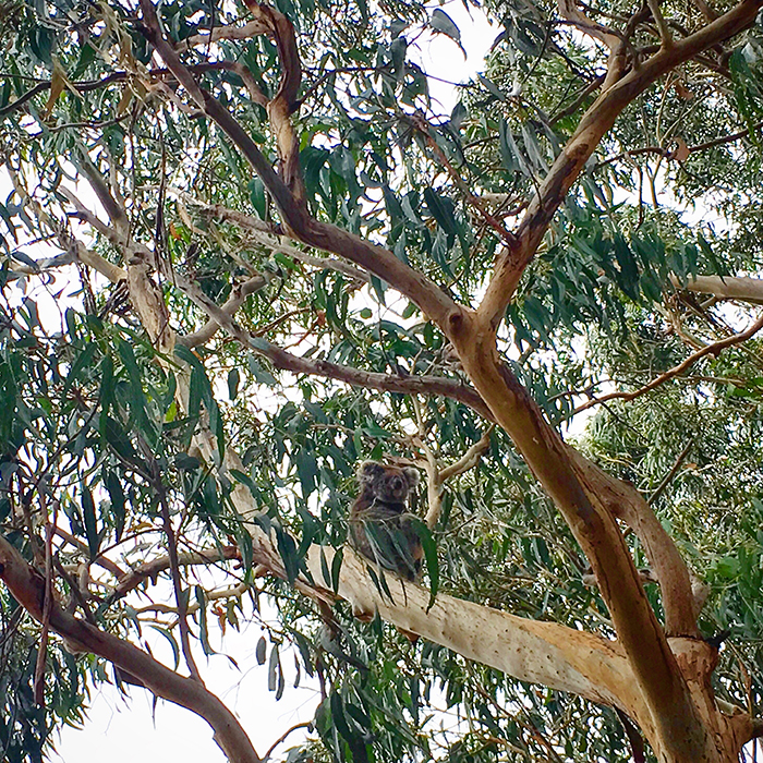 Kangaroo Island Tour - Koalas