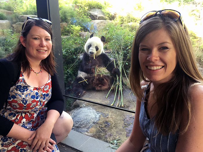 Panda Experience at Adelaide Zoo