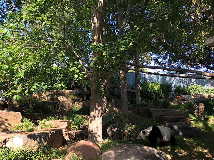 Panda Experience at Adelaide Zoo