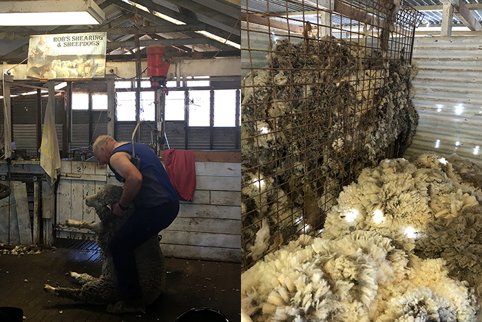 Rob's Sheep Shearing